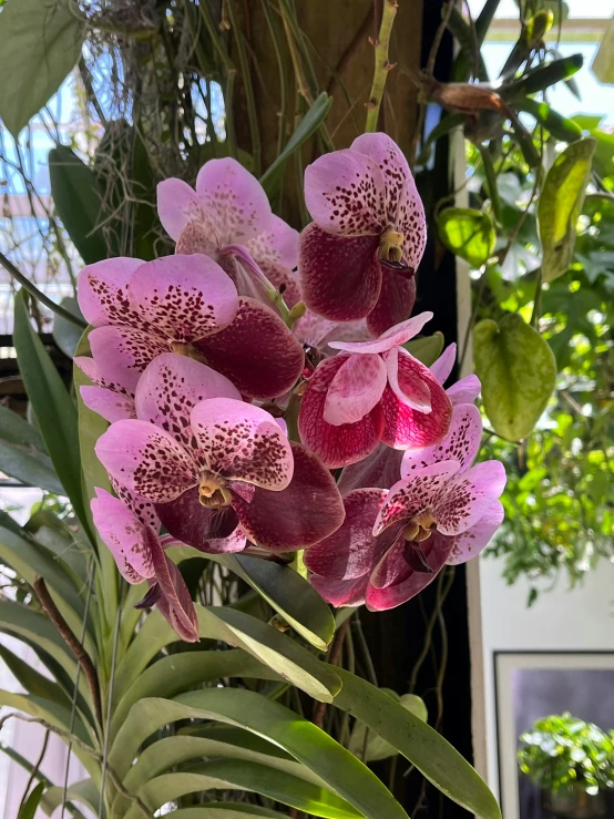 purple flower and green plants with sky background