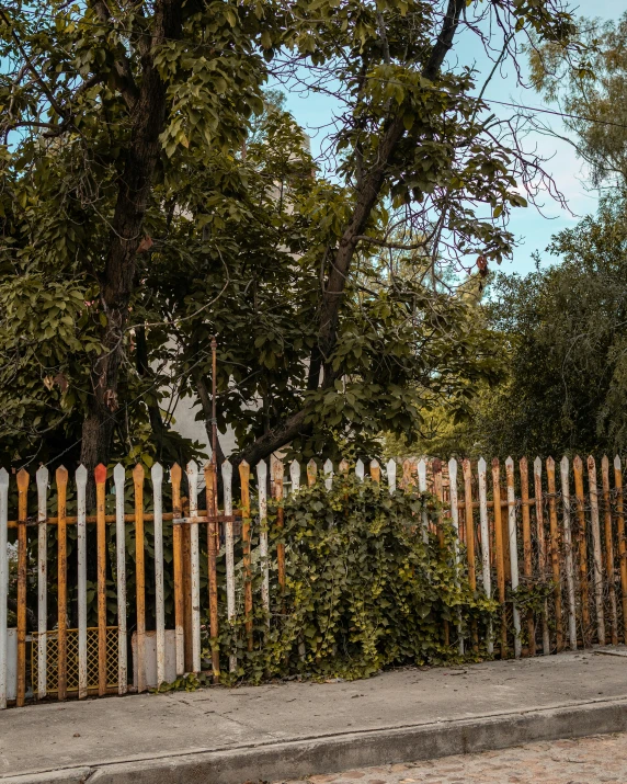 two fire hydrants are beside a wooden fence