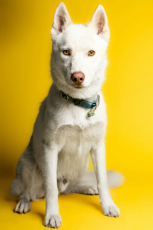 a white dog with a blue collar sits in front of a yellow background