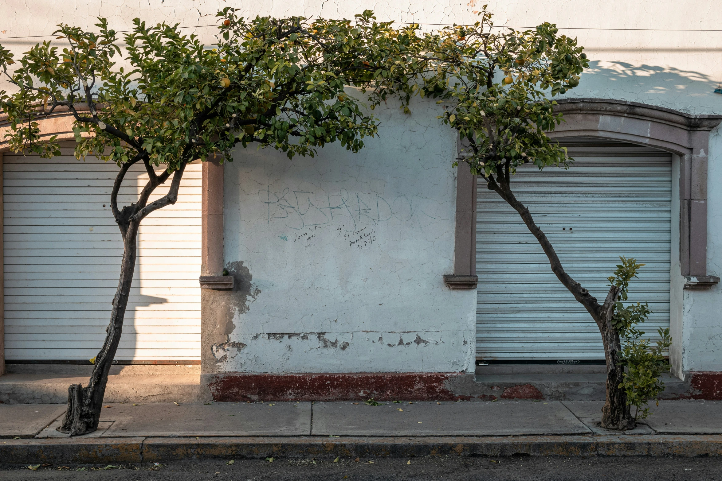 two trees next to a white building on a street