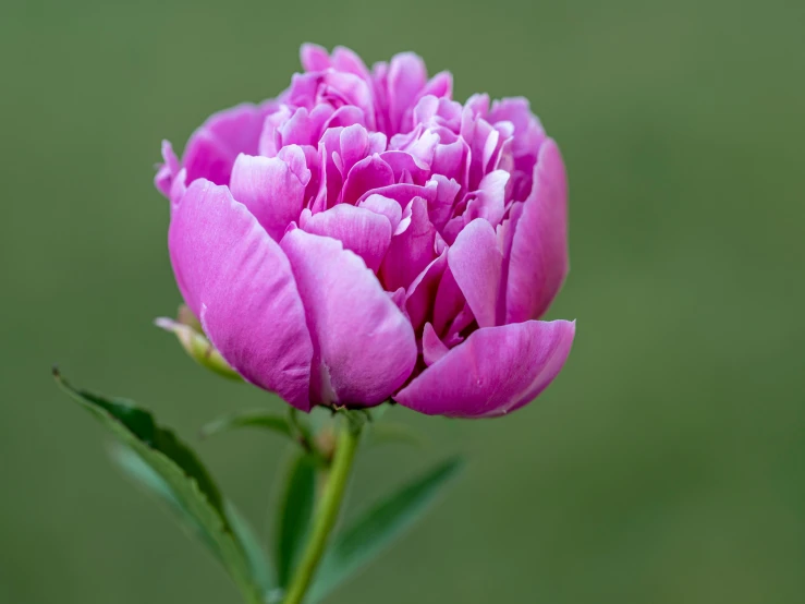 a small pink flower bud sits in front of the camera