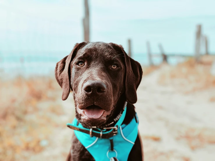 dog with collar smiling in a field near ocean