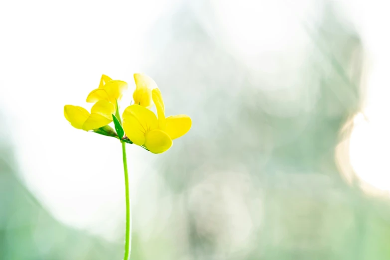 a flower growing in a vase against a white background