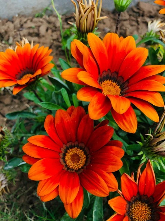 the very bright orange flowers are blooming in the garden