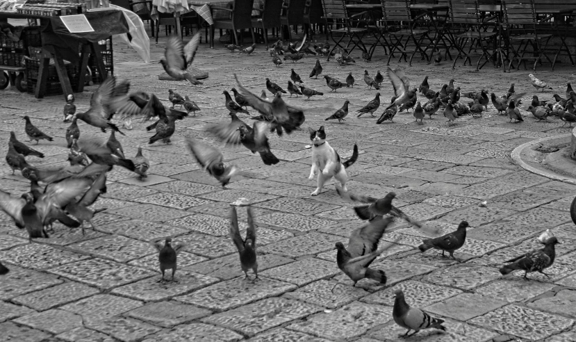 birds gather together to take flight for food