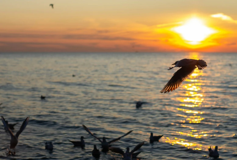 the sun is setting on the ocean with many birds in the air