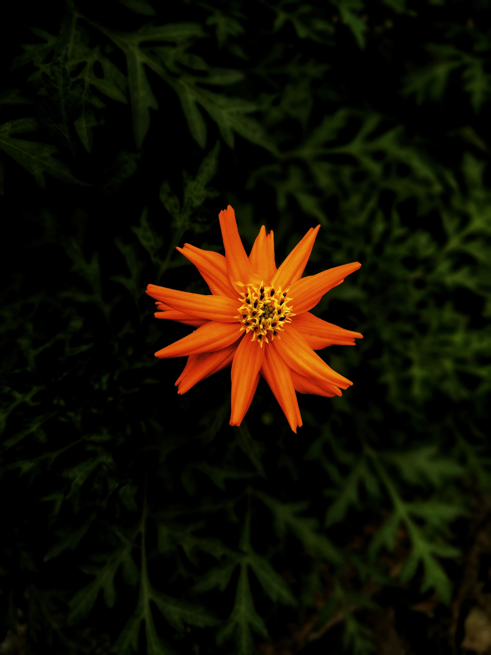 an orange flower stands out among some green leaves