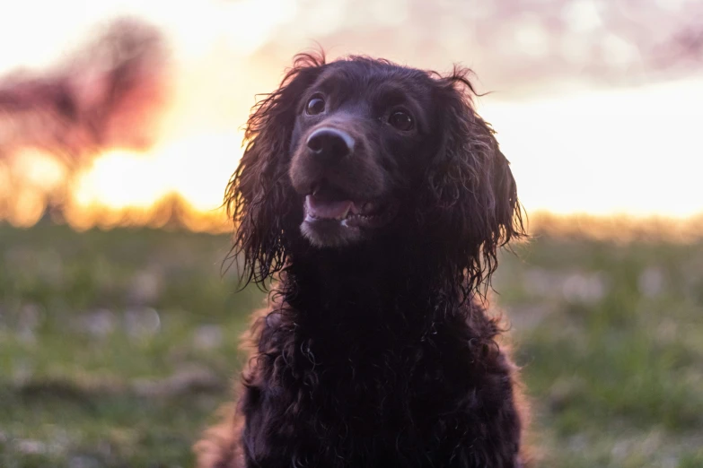 a close up of a dog with some grass in the background