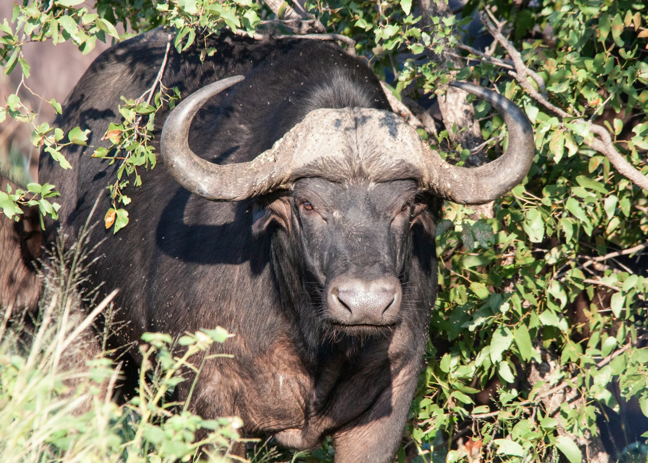 a large brown animal with long horns walking through the brush