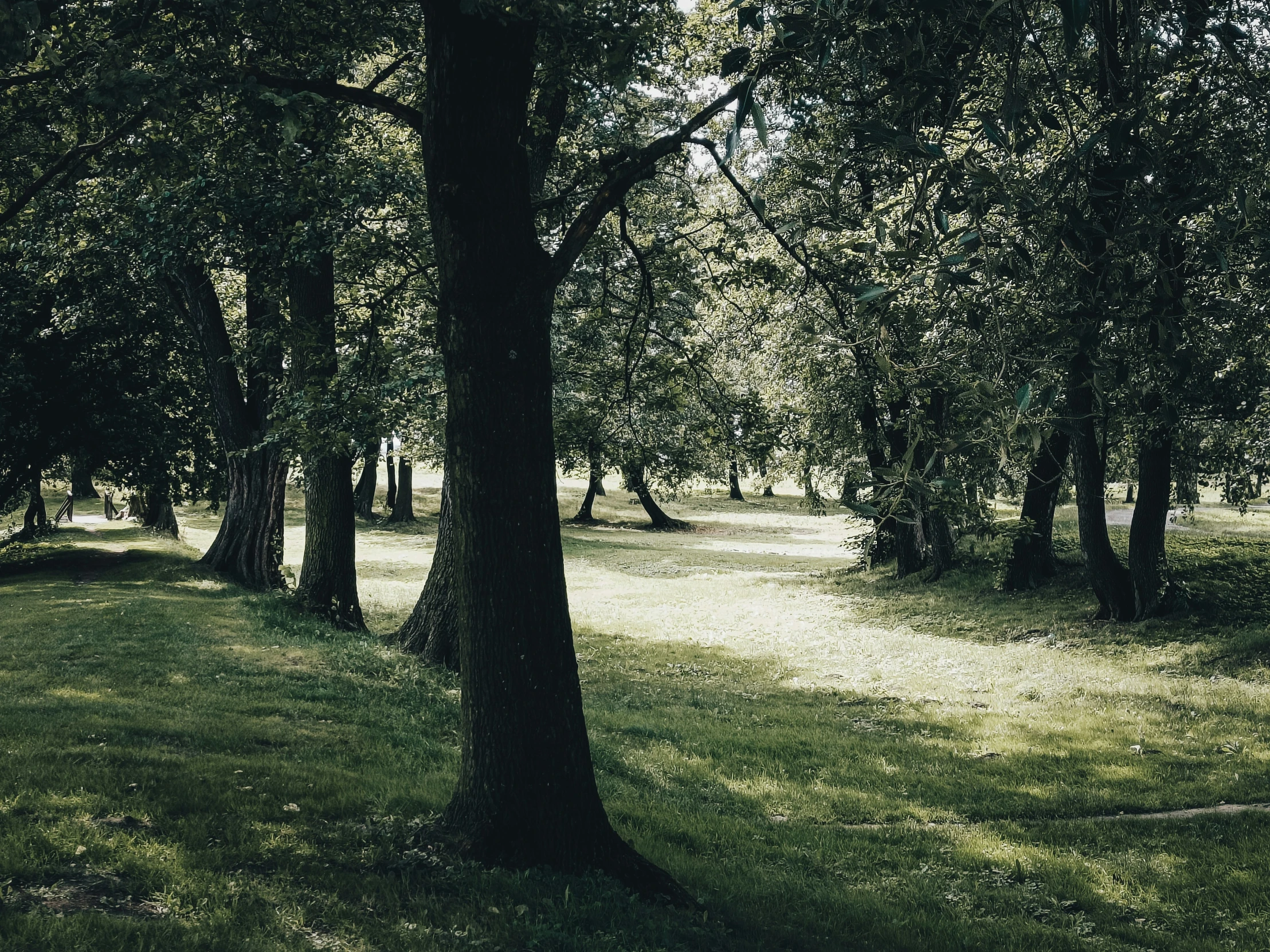 trees lining a grassy path between two fields