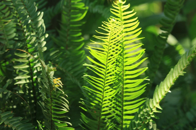 the green leaves are glowing bright