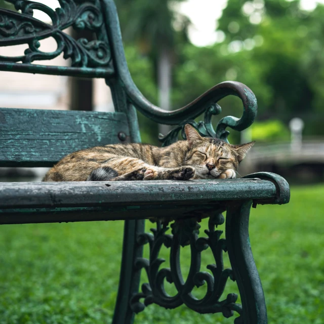 a cat that is laying down on a bench