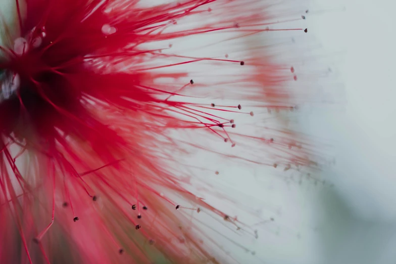 the center of a red plant is white