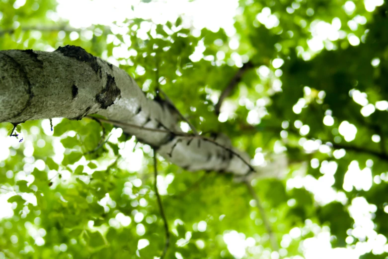 the underside of a tree that has been eaten