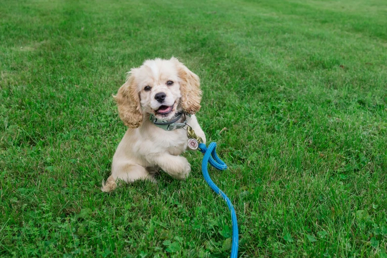 a white dog is tied up on a blue leash in the grass