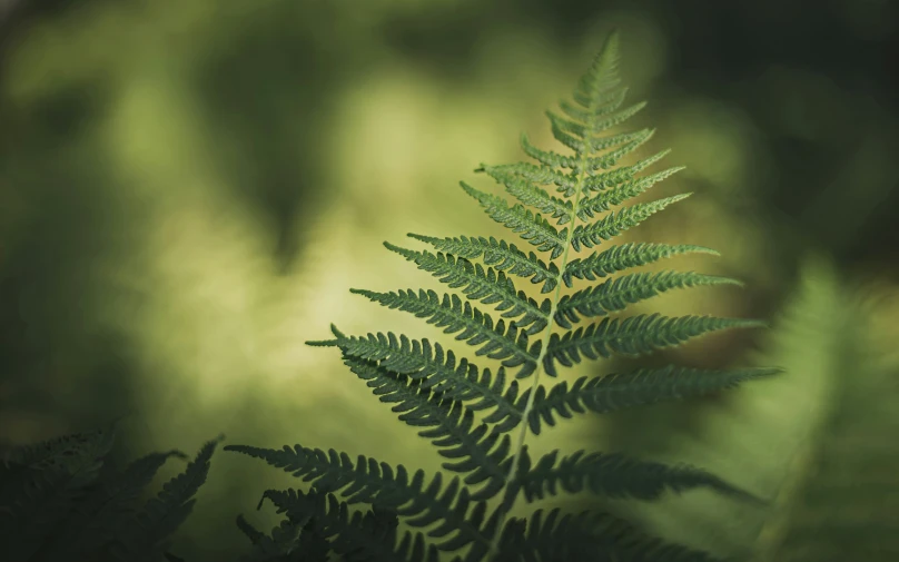 a green fern leaf in front of a blurred green background