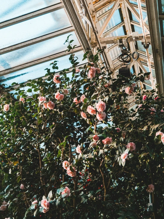 the plant has very large pink flowers in the middle of it