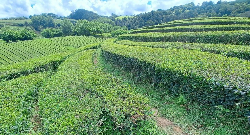 a field with green grass and trees surrounding it