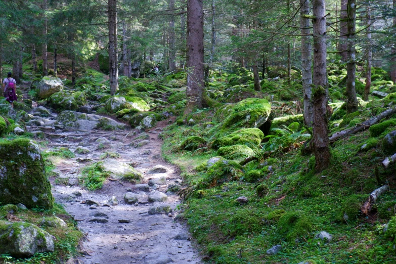 the trail runs through a forest in front of a group of trees