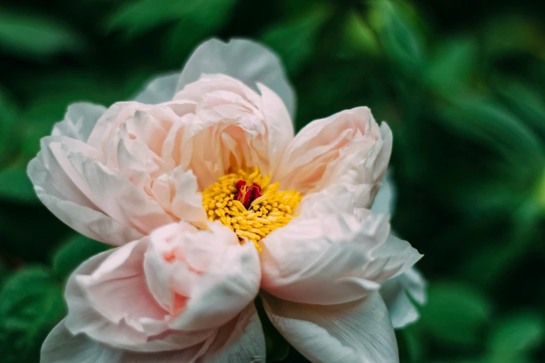 a white and yellow flower on green stems