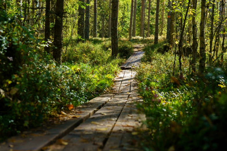 path leading through the woods near many bushes and trees