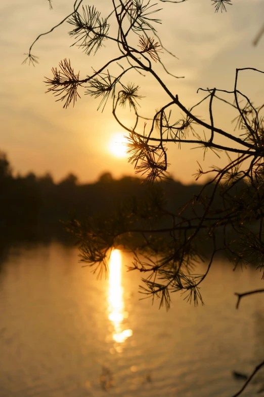 a river with trees silhouetted against a setting sun