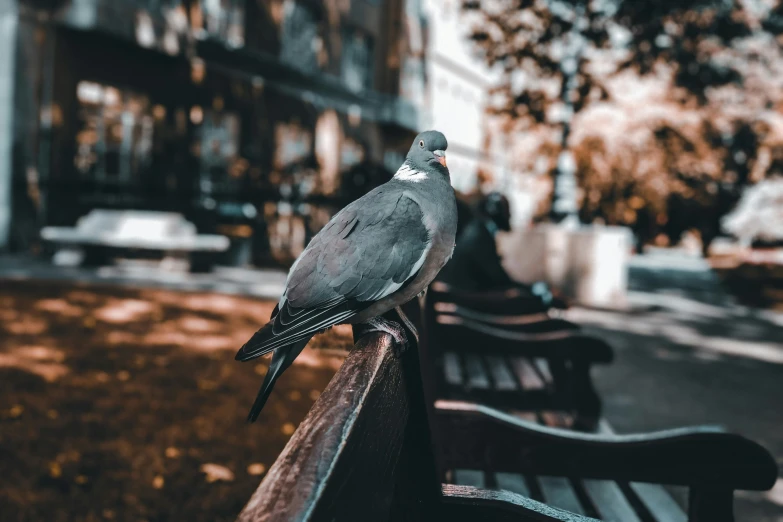 a bird sitting on a wooden bench in a park