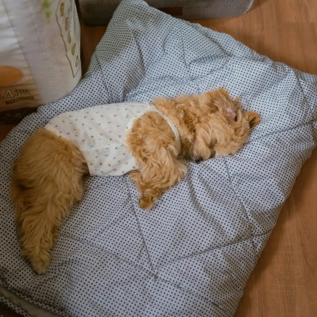 a small brown dog is asleep on top of a bed