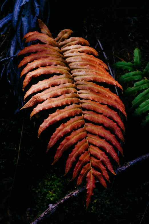 a close up of a large fern with red leaves