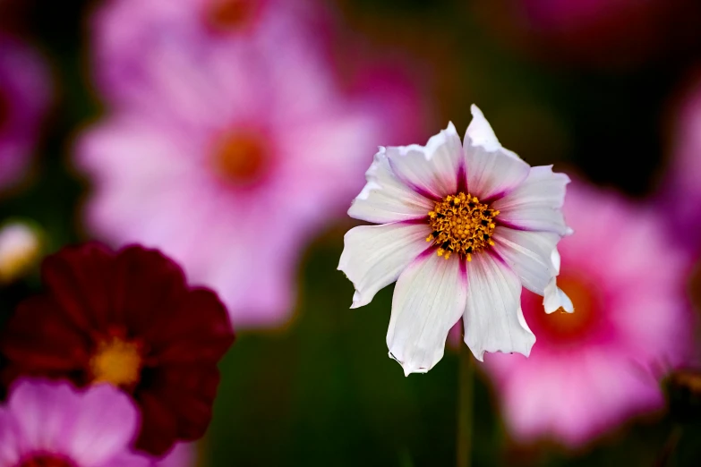 an image of a white and pink flower