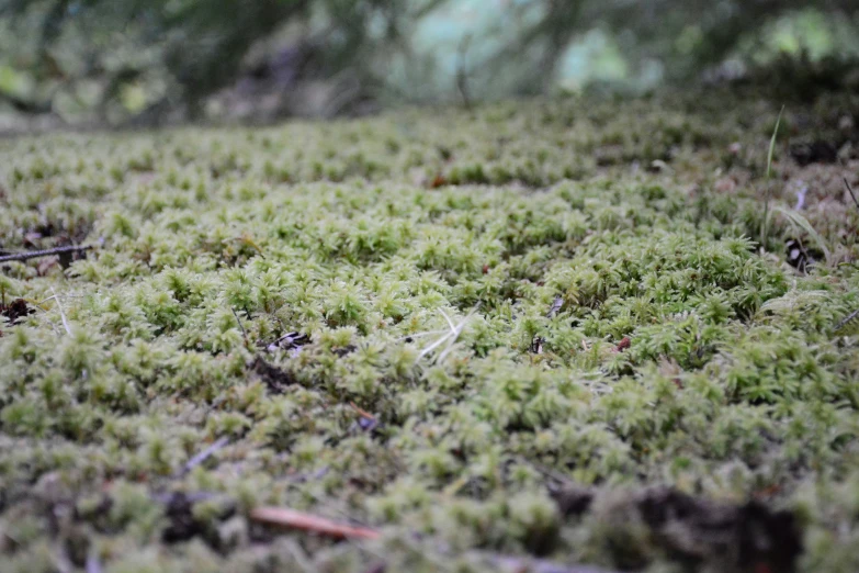 an area with green moss growing out of it