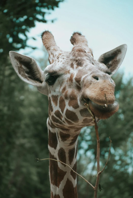 the giraffe is eating from a bush outside