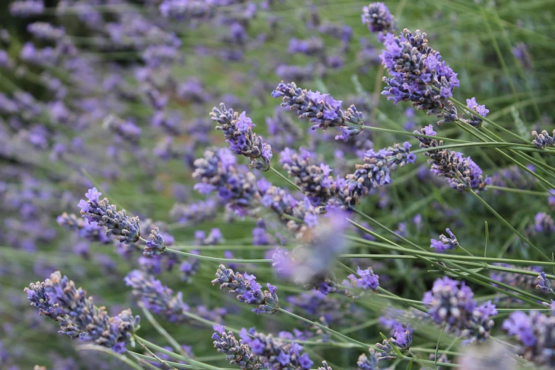 a field of purple lavenders in bloom