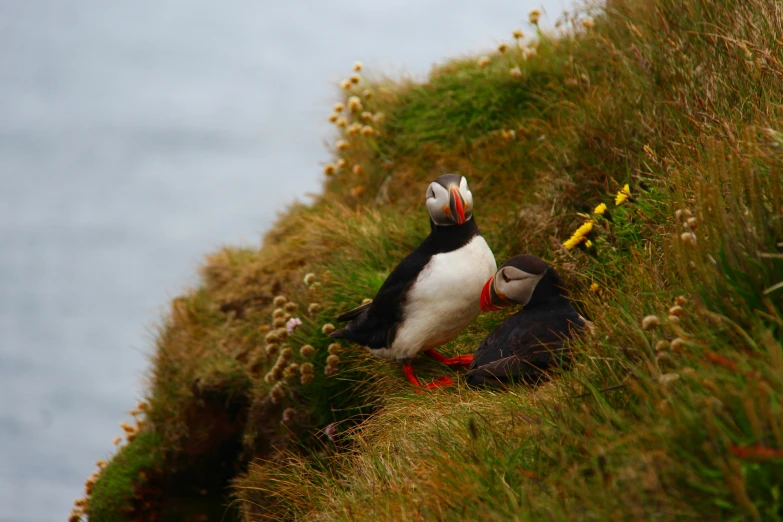 a bird that is sitting on some grass