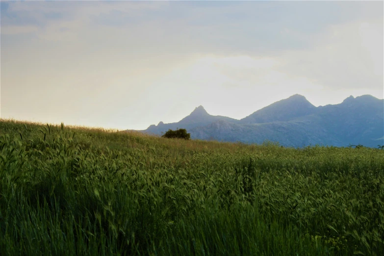 a field with mountains behind it and a tree at the top