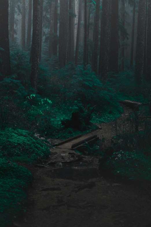 a dark, foggy, forest with lush green grass