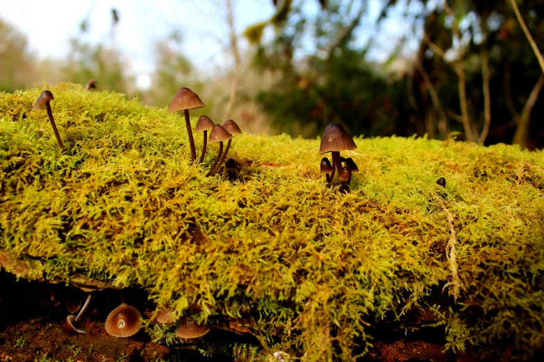 small mushrooms growing on the moss in an evergreen forest