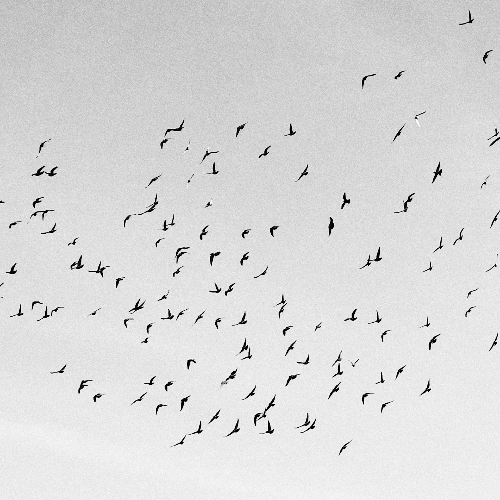 flock of birds flying in the sky over treetops