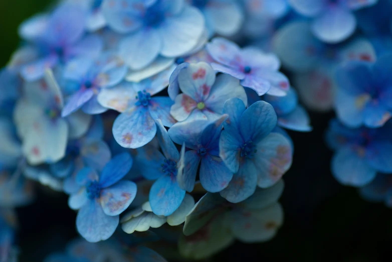 the blue flower is beginning to bloom up close