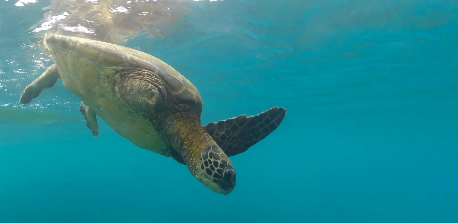 a green turtle swimming under the surface of blue water