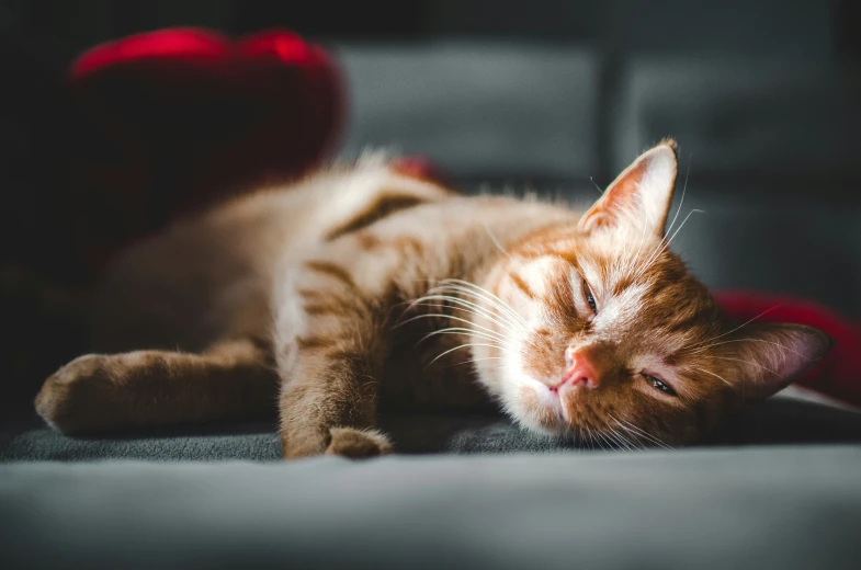 a orange cat sleeping on its back on a gray surface