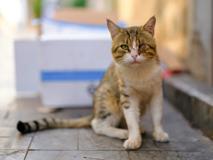 a tabby cat sitting down in front of a box