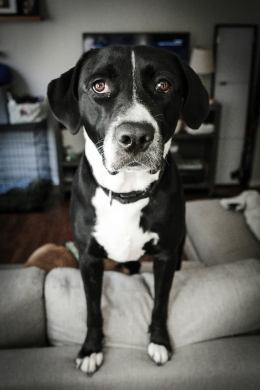 a dog on a grey couch with the eyes wide open