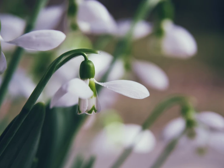 close up view of white snowdrops in a field
