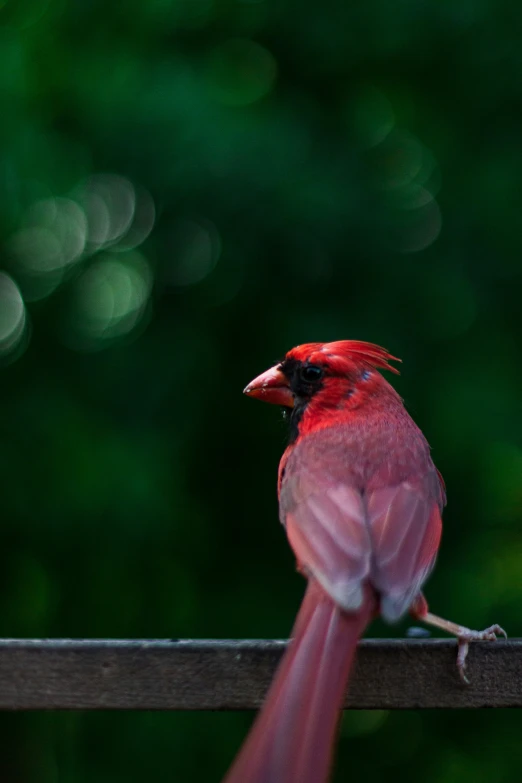 red cardinal perched on top of a wooden rail