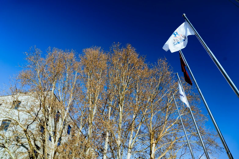 a flag flies high above some trees on a sunny day