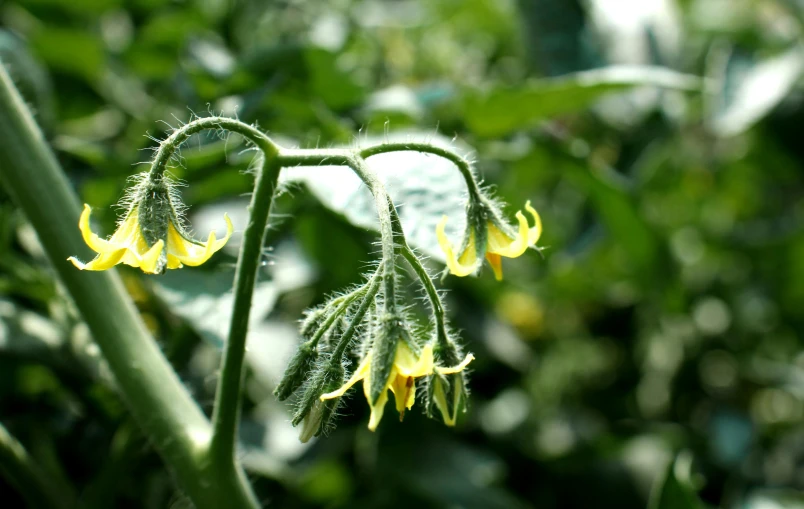 the yellow flowers are growing in a green forest