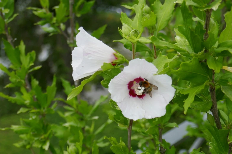 a bee in its centre, inside a flower