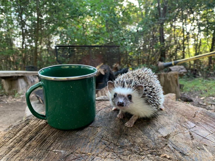 a hedgehog next to a mug sitting on a log