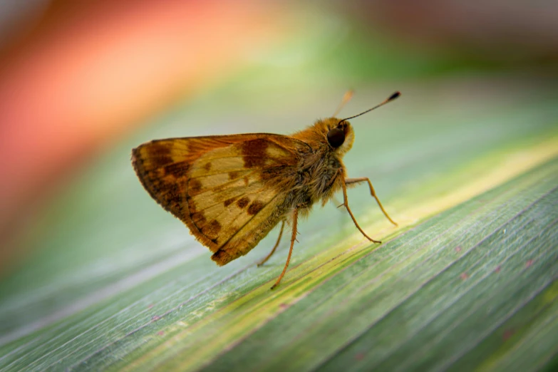 a close up of a brown and white insect on a green leaf